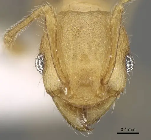 Pheidole nodgii specimen CASENT0919938 image casent0919938_2