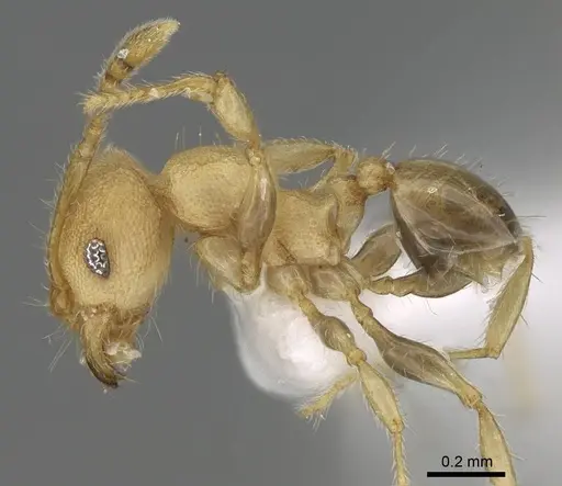 Pheidole nodgii specimen CASENT0919938 image casent0919938_3