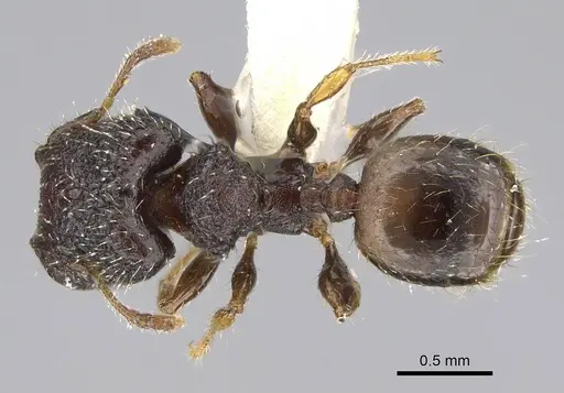 Pheidole nodgii specimen CASENT0919939 image casent0919939_1