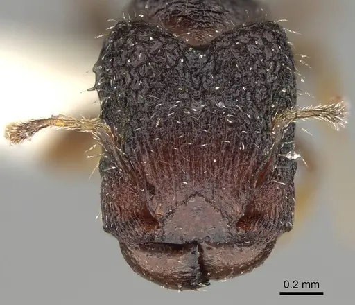 Pheidole nodgii specimen CASENT0919939 image casent0919939_2