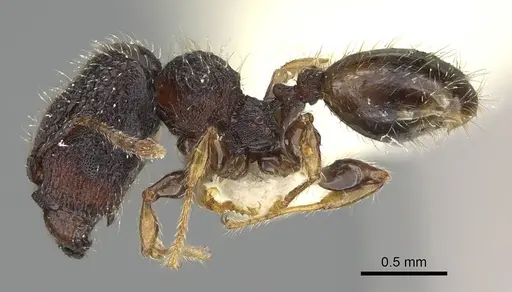 Pheidole nodgii specimen CASENT0919939 image casent0919939_3