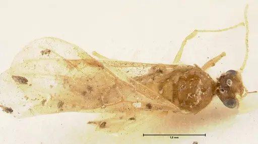 Pheidole nodgii specimen FOCOL1362 image focol1362_1