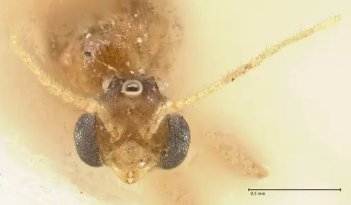 Pheidole nodgii specimen FOCOL1362 image focol1362_2