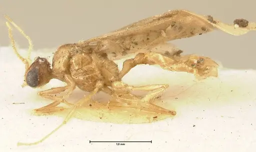 Pheidole nodgii specimen FOCOL1362 image focol1362_3