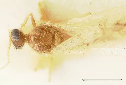 Pheidole nodgii specimen FOCOL1363 image focol1363_1