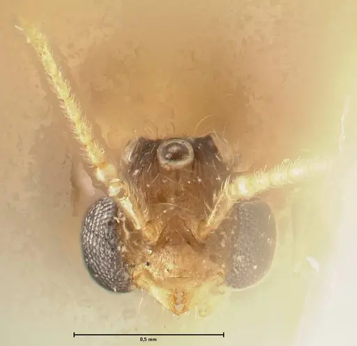 Pheidole nodgii specimen FOCOL1363 image focol1363_2