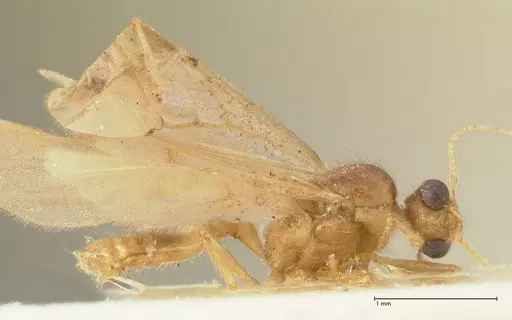 Pheidole nodgii specimen FOCOL1363 image focol1363_3