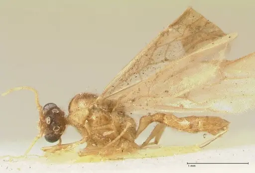Pheidole nodgii specimen FOCOL1363 image focol1363_4