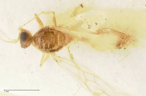Pheidole nodgii specimen FOCOL1364 image focol1364_1