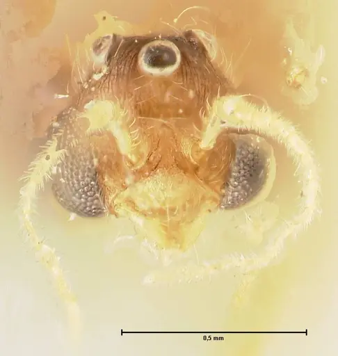 Pheidole nodgii specimen FOCOL1364 image focol1364_2