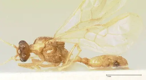 Pheidole nodgii specimen FOCOL1364 image focol1364_3