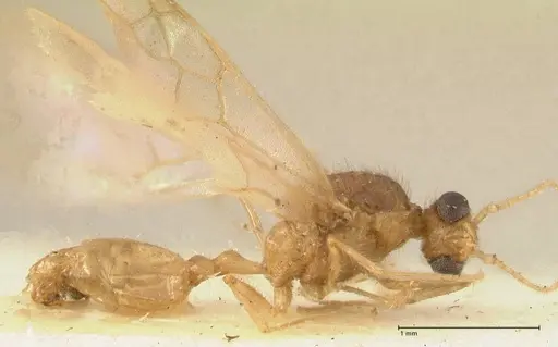 Pheidole nodgii specimen FOCOL1364 image focol1364_4