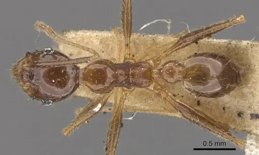 Pheidole nodifera specimen CASENT0901537 image casent0901537_1
