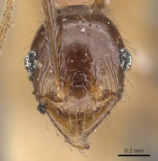 Pheidole nodifera specimen CASENT0901537 image casent0901537_2