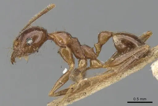 Pheidole nodifera specimen CASENT0901537 image casent0901537_4