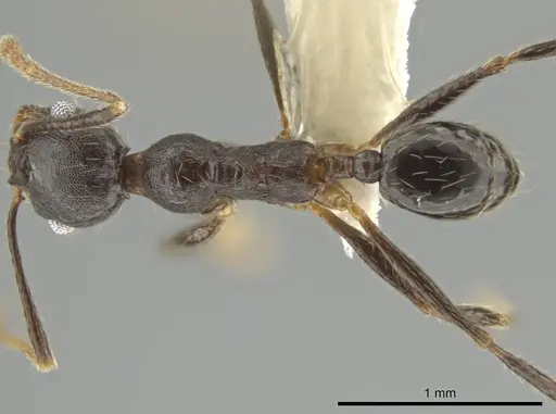 Pheidole nubicola specimen CASENT0640820 image casent0640820_1