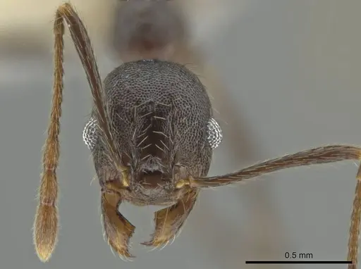 Pheidole nubicola specimen CASENT0640820 image casent0640820_2