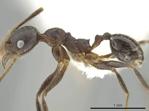 Pheidole nubicola specimen CASENT0640820 image casent0640820_3