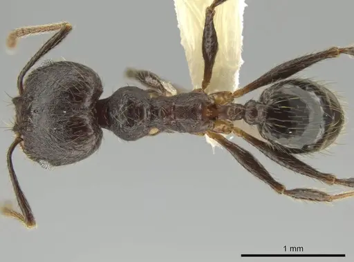 Pheidole nubicola specimen CASENT0640821 image casent0640821_1