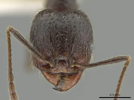 Pheidole nubicola specimen CASENT0640821 image casent0640821_2