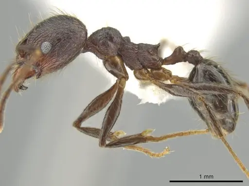 Pheidole nubicola specimen CASENT0640821 image casent0640821_3