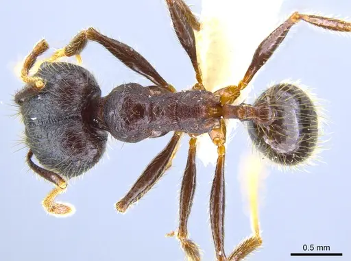 Pheidole nubicola specimen CASENT0641060 image casent0641060_1
