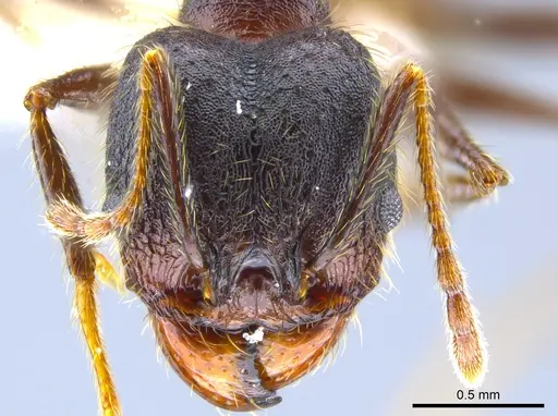 Pheidole nubicola specimen CASENT0641060 image casent0641060_2