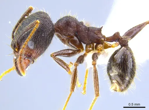 Pheidole nubicola specimen CASENT0641060 image casent0641060_3