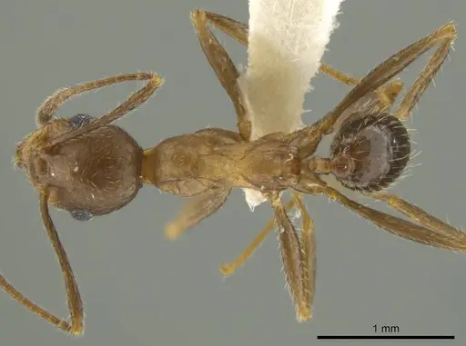 Pheidole nubicola specimen CASENT0645852 image casent0645852_1
