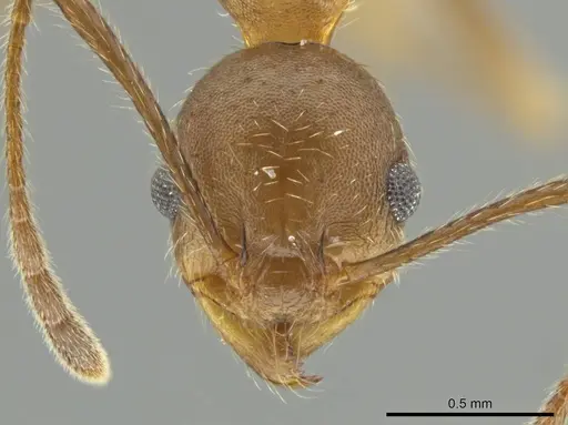 Pheidole nubicola specimen CASENT0645852 image casent0645852_2