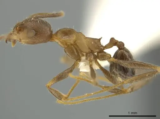 Pheidole nubicola specimen CASENT0645852 image casent0645852_3