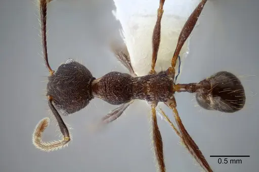 Pheidole nubicola specimen CASENT0649611 image casent0649611_1
