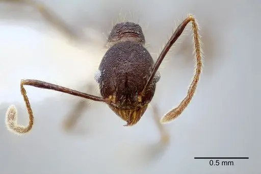 Pheidole nubicola specimen CASENT0649611 image casent0649611_2