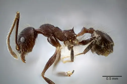 Pheidole nubicola specimen CASENT0649611 image casent0649611_3