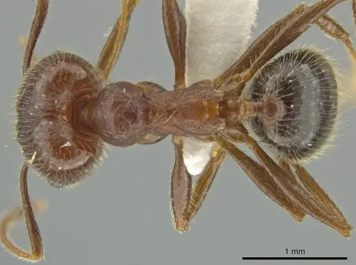 Pheidole nubicola specimen JTLC000016492 image jtlc000016492_1