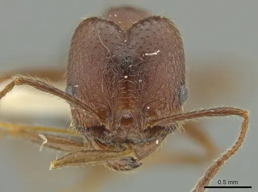 Pheidole nubicola specimen JTLC000016492 image jtlc000016492_2