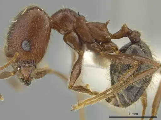 Pheidole nubicola specimen JTLC000016492 image jtlc000016492_3