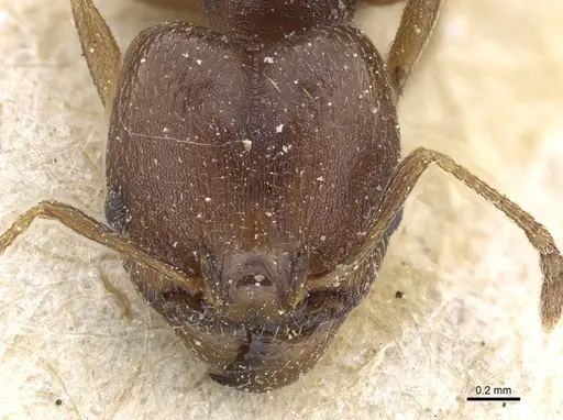 Pheidole nubila specimen CASENT0904325 image casent0904325_2