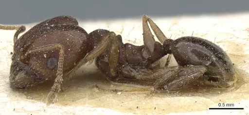 Pheidole nubila specimen CASENT0904325 image casent0904325_3