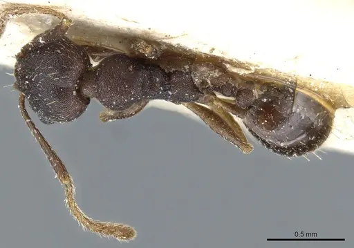 Pheidole nubila specimen CASENT0904326 image casent0904326_1