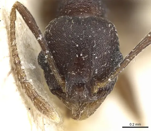 Pheidole nubila specimen CASENT0904326 image casent0904326_2