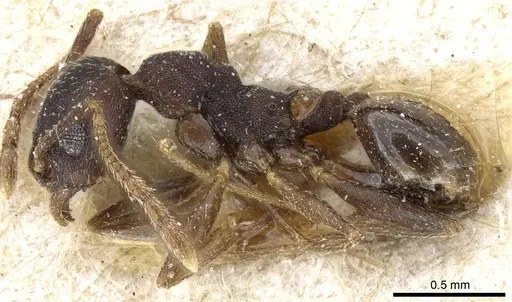 Pheidole nubila specimen CASENT0904326 image casent0904326_3
