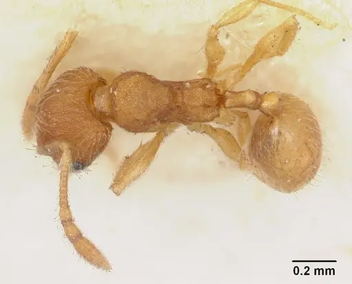 Pheidole nuculiceps specimen CASENT0172977 image casent0172977_1