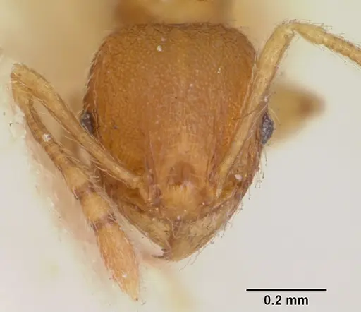 Pheidole nuculiceps specimen CASENT0172977 image casent0172977_2
