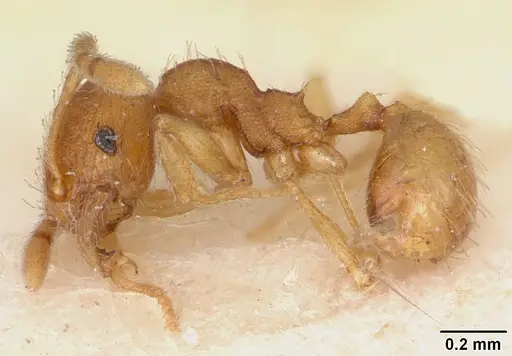 Pheidole nuculiceps specimen CASENT0172977 image casent0172977_3