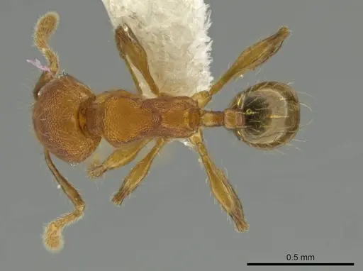 Pheidole oaxacana specimen CASENT0612754 image casent0612754_1