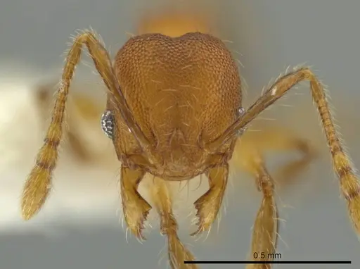 Pheidole oaxacana specimen CASENT0612754 image casent0612754_2