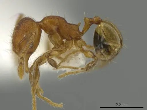 Pheidole oaxacana specimen CASENT0612754 image casent0612754_3