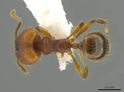 Pheidole oaxacana specimen CASENT0612755 image casent0612755_1