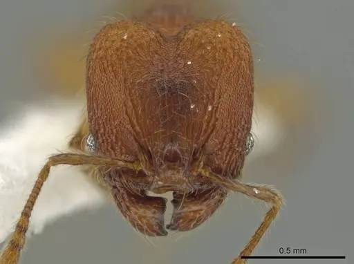 Pheidole oaxacana specimen CASENT0612755 image casent0612755_2